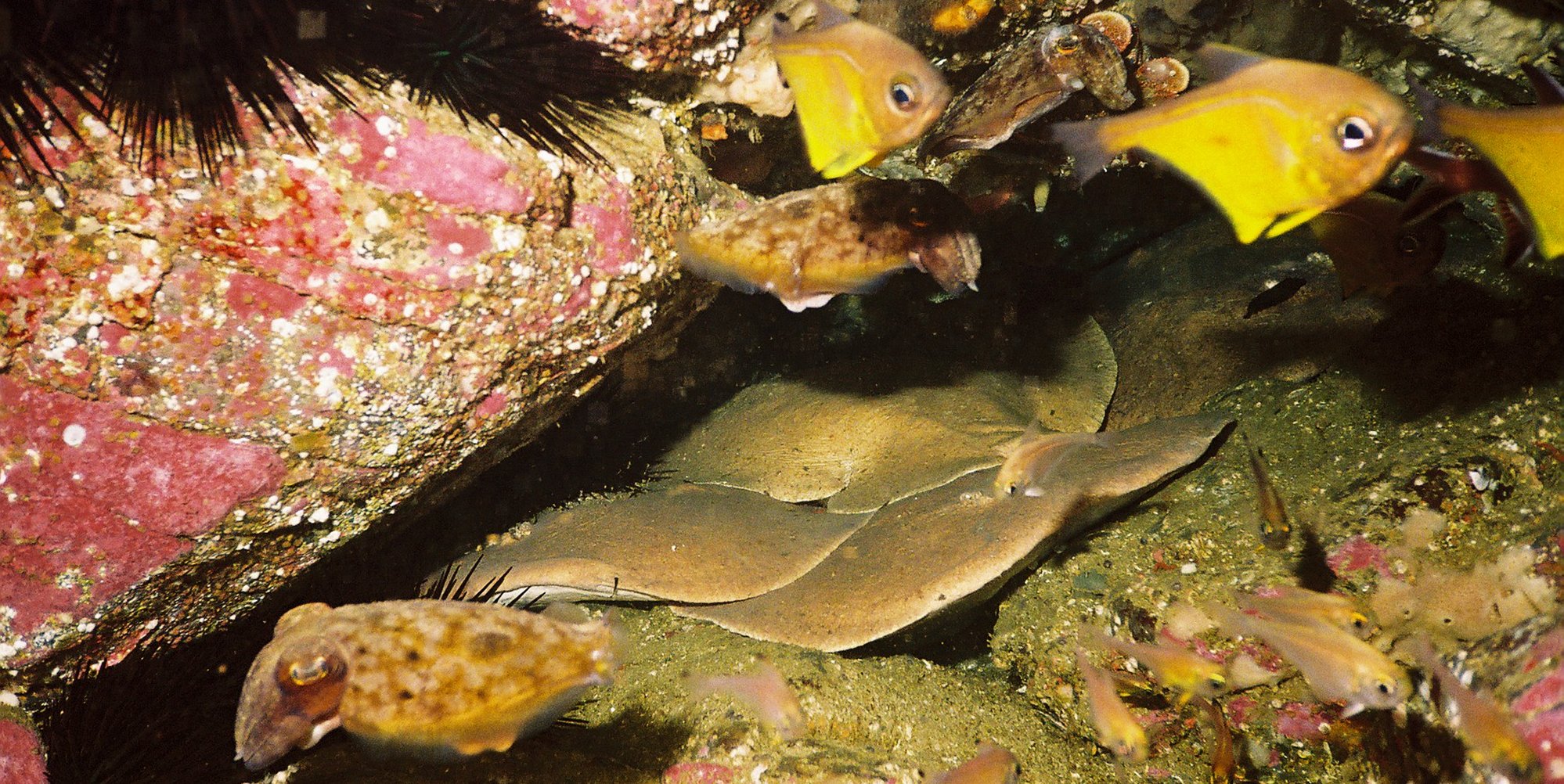 Diving in Australia 2007