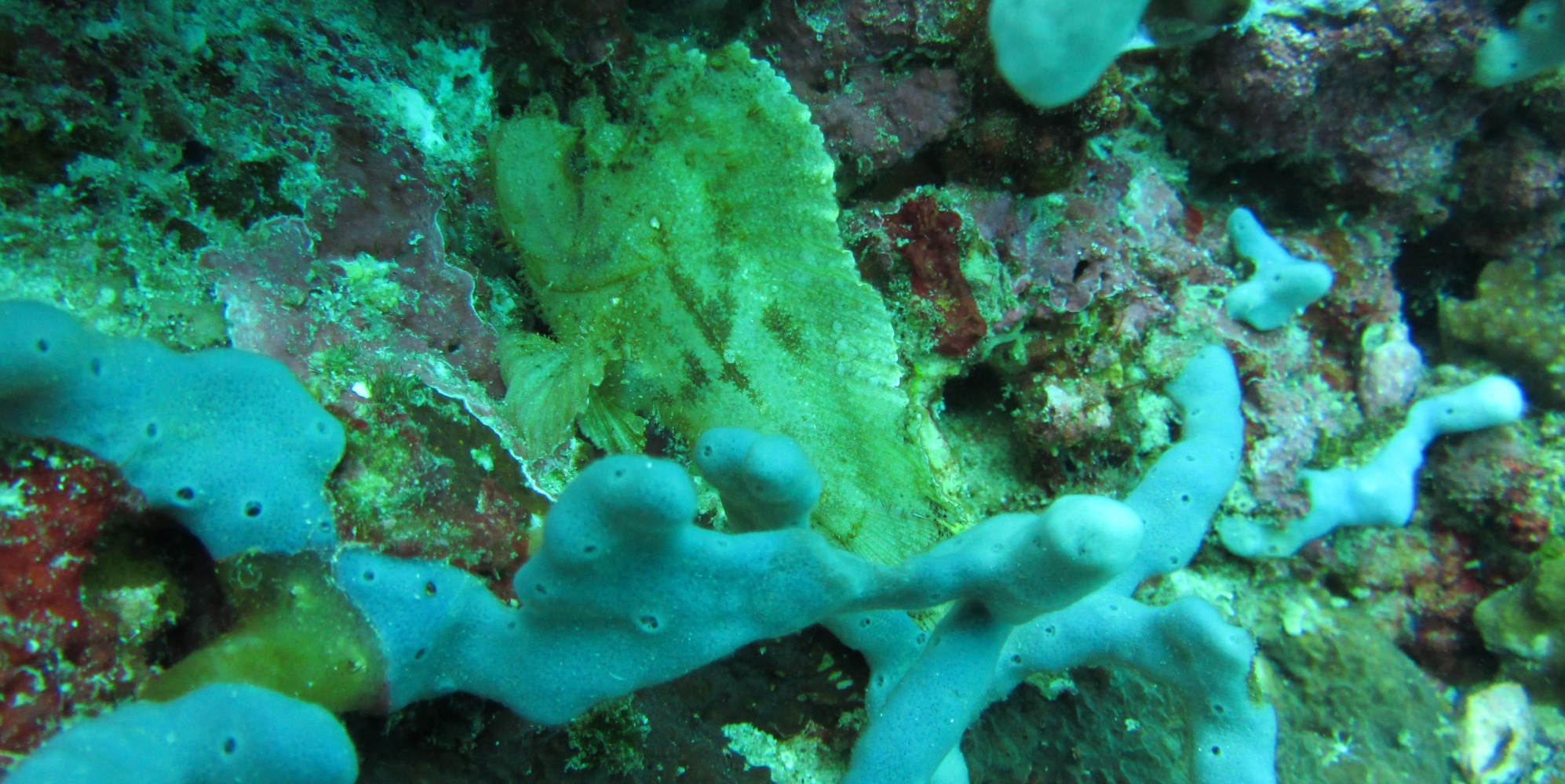 Scuba Diving Cebu, Philippines 2014