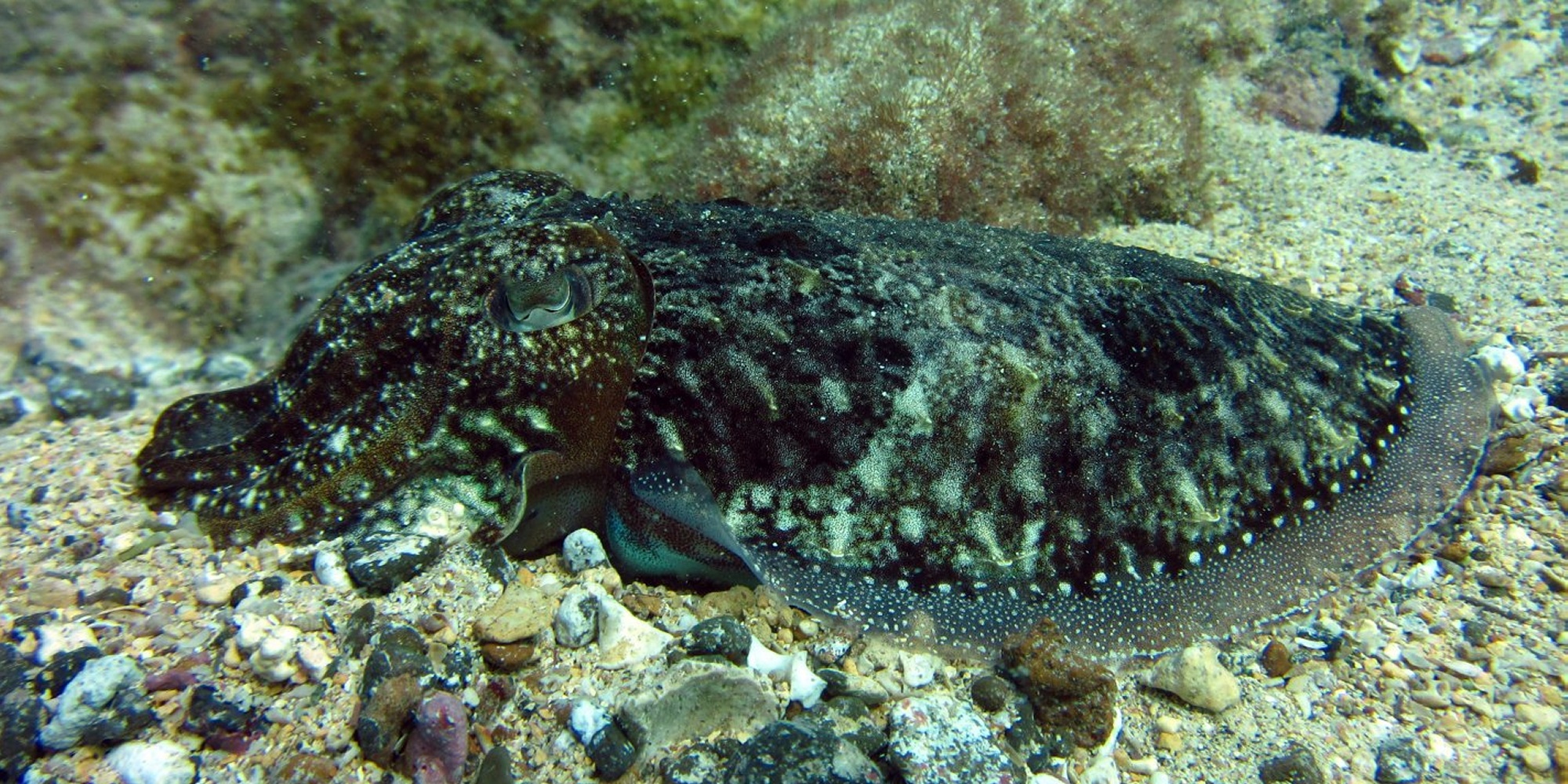 Diving in Europe 2015 Diving in Europe 2015