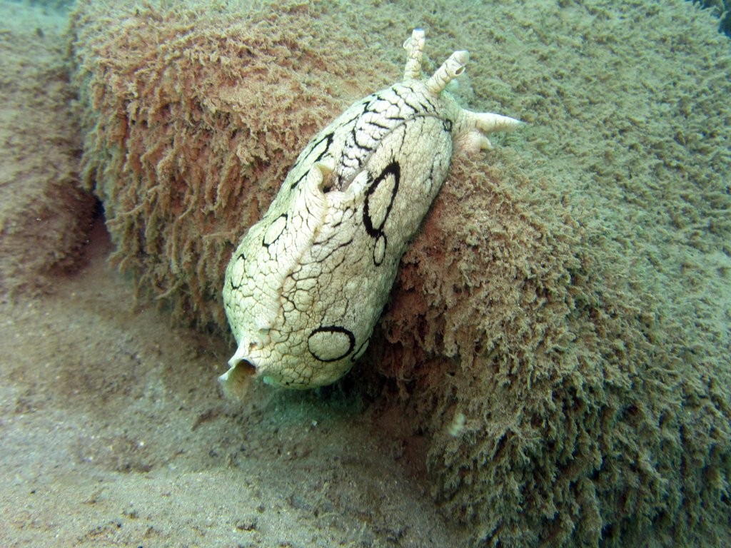 Scuba Diving Fuerteventura, Spain 2015