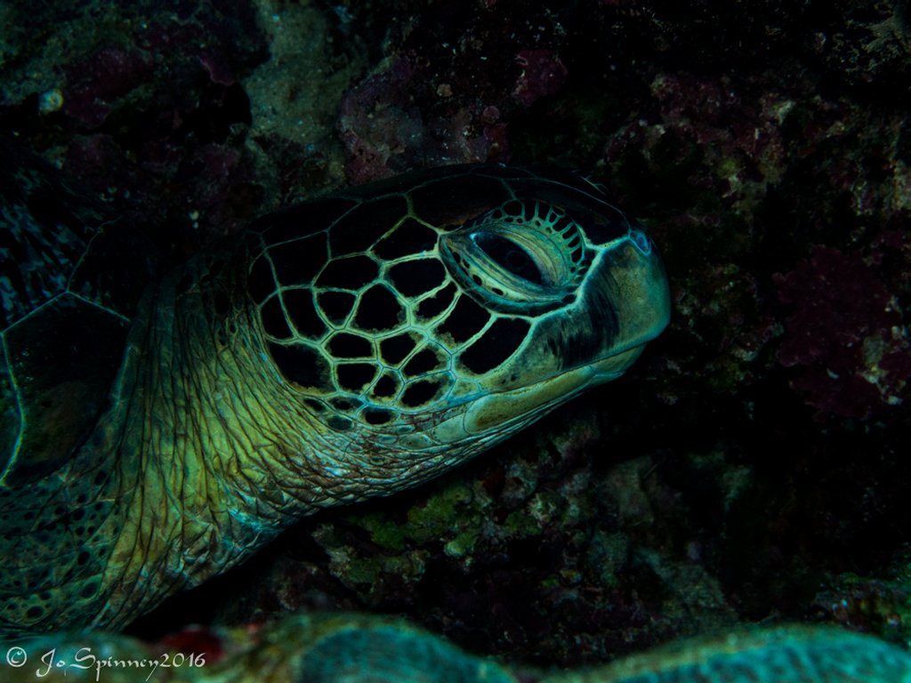 Scuba Diving Cebu, Philippines 2016