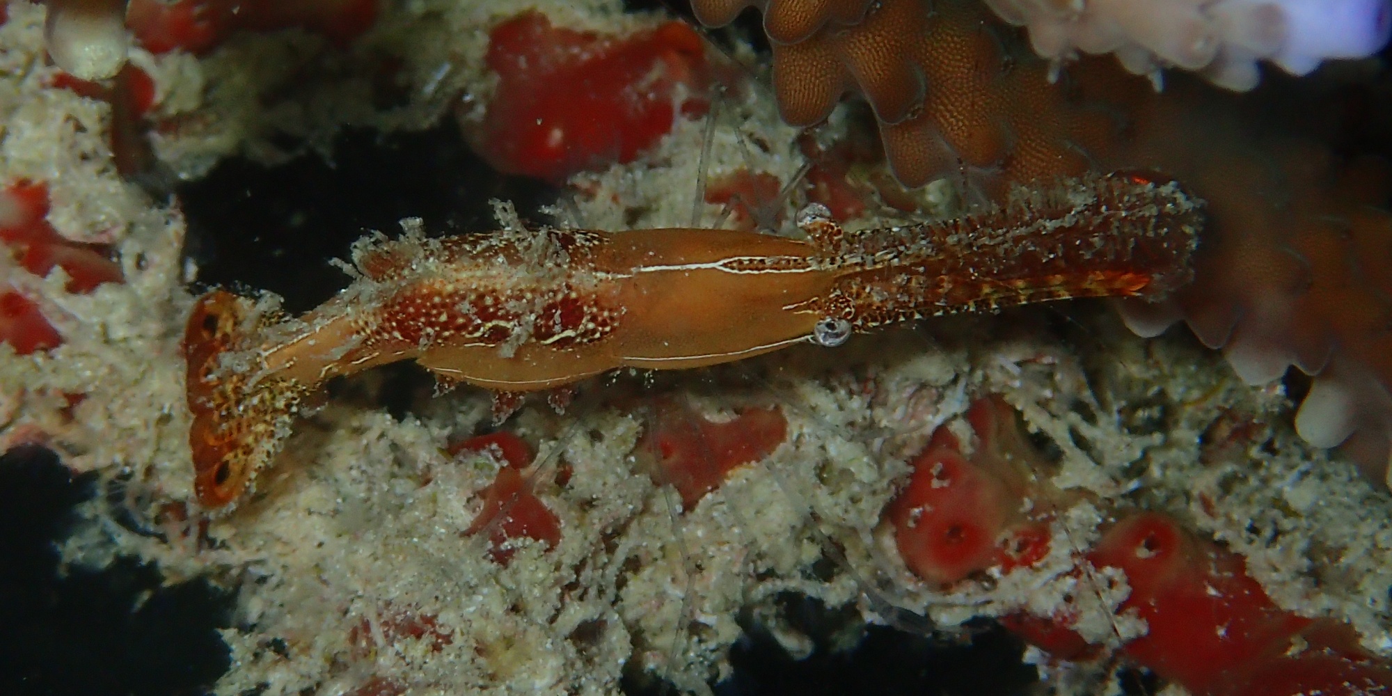 Scuba Diving Sipidan & Mabul Islands, Malaysia 2017