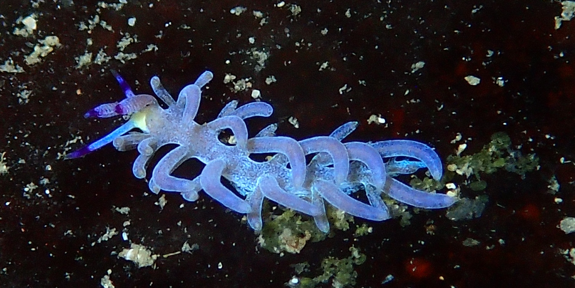 Diving in Asia 2018-19 Diving in Asia 2018-2019