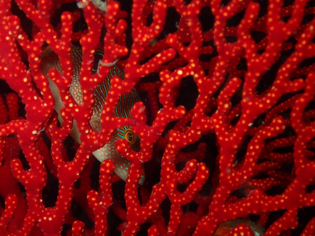 Scuba Diving, Padangbai, Indonesia 2018