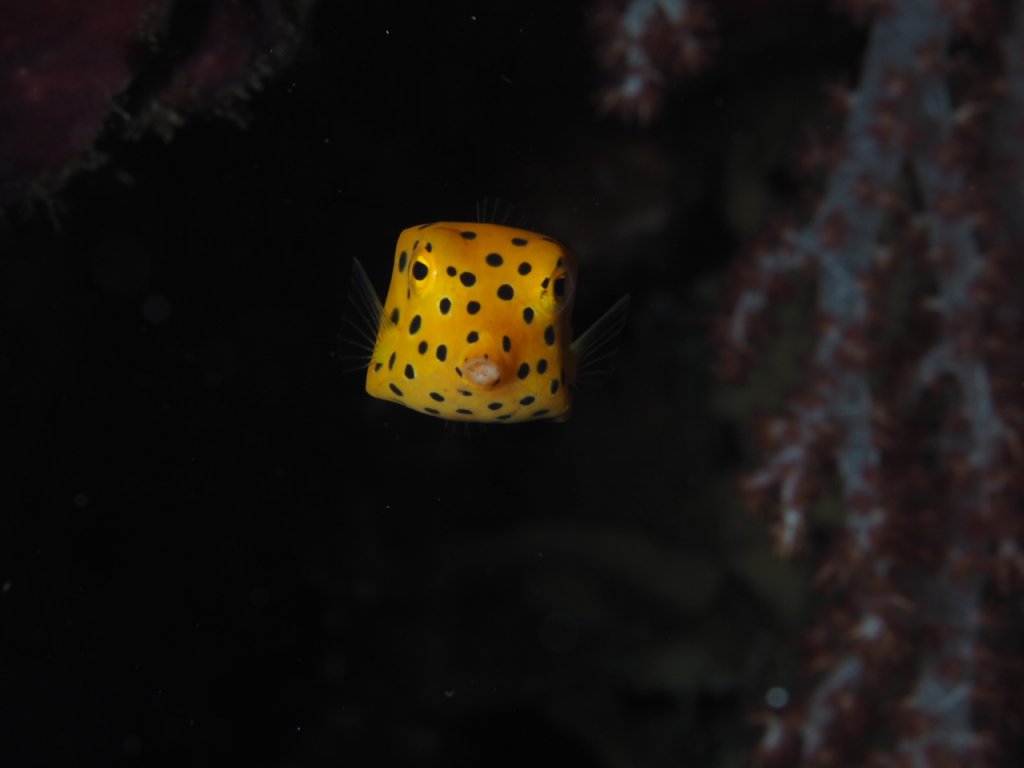 Scuba Diving, Amed, Indonesia 2019