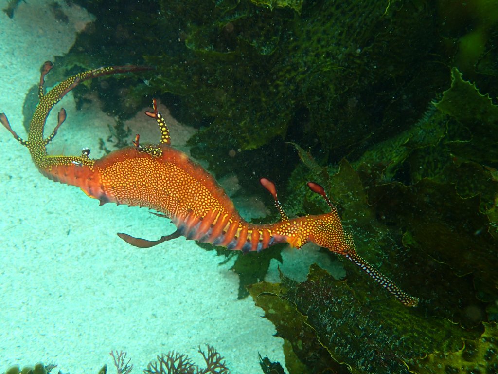 Scuba Diving, shelly bay, Australia, 2019