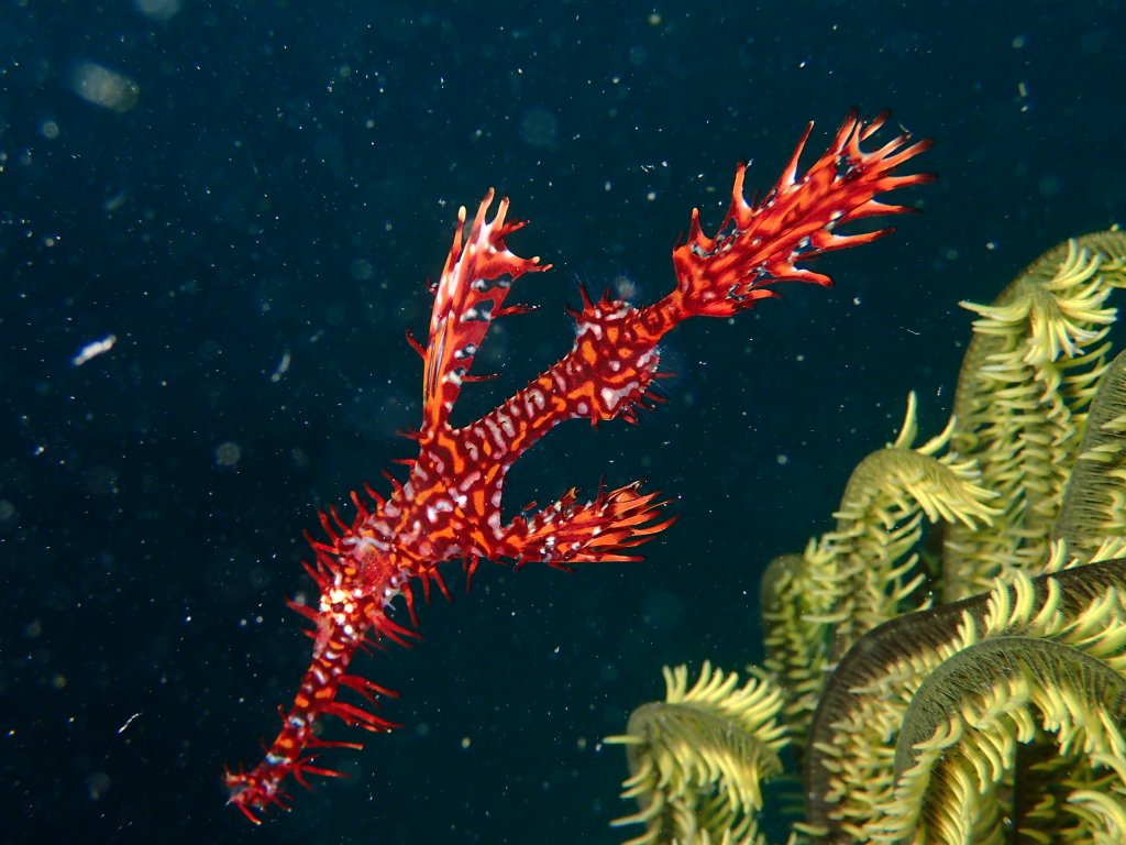 Scuba Diving, Mabul, Malaysia, 2019