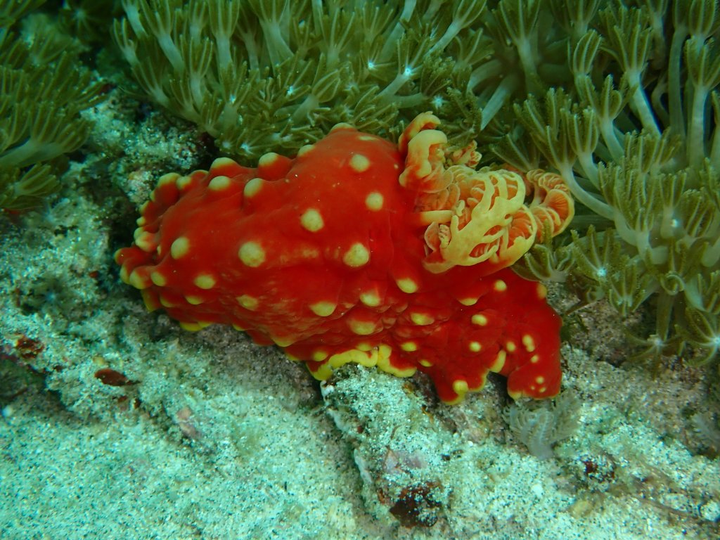Scuba Diving Padangbai, 2019