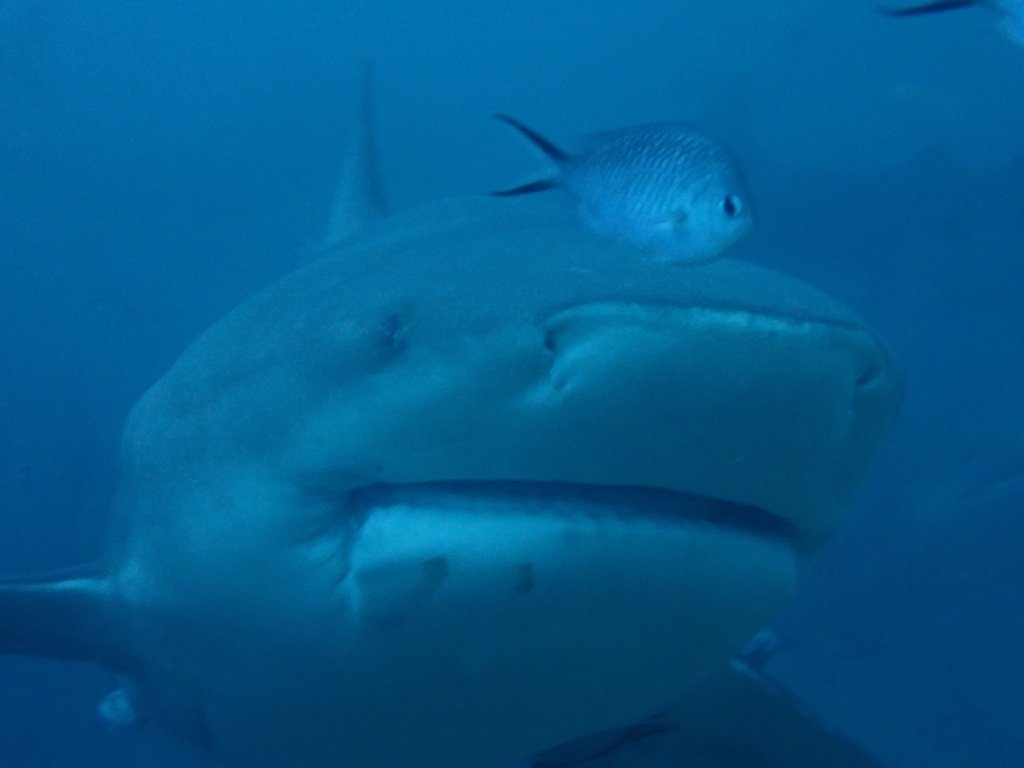 Scuba Diving Fiji, 2019