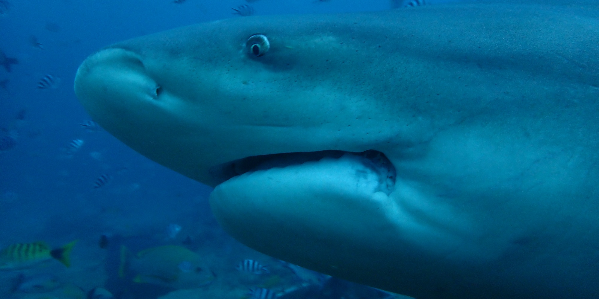 Diving in Asia 2019-20 Diving in Asia 2019-2020