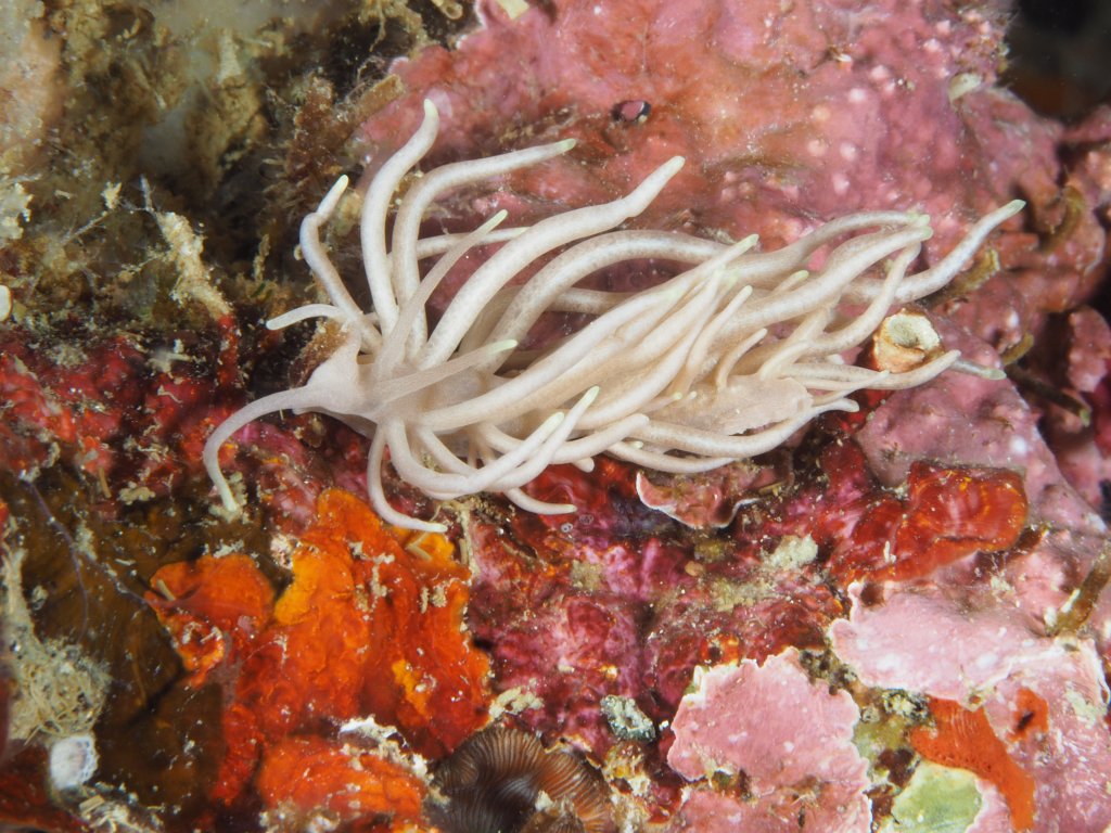 Scuba Diving Moalboal, Cebu, Philippines 2020