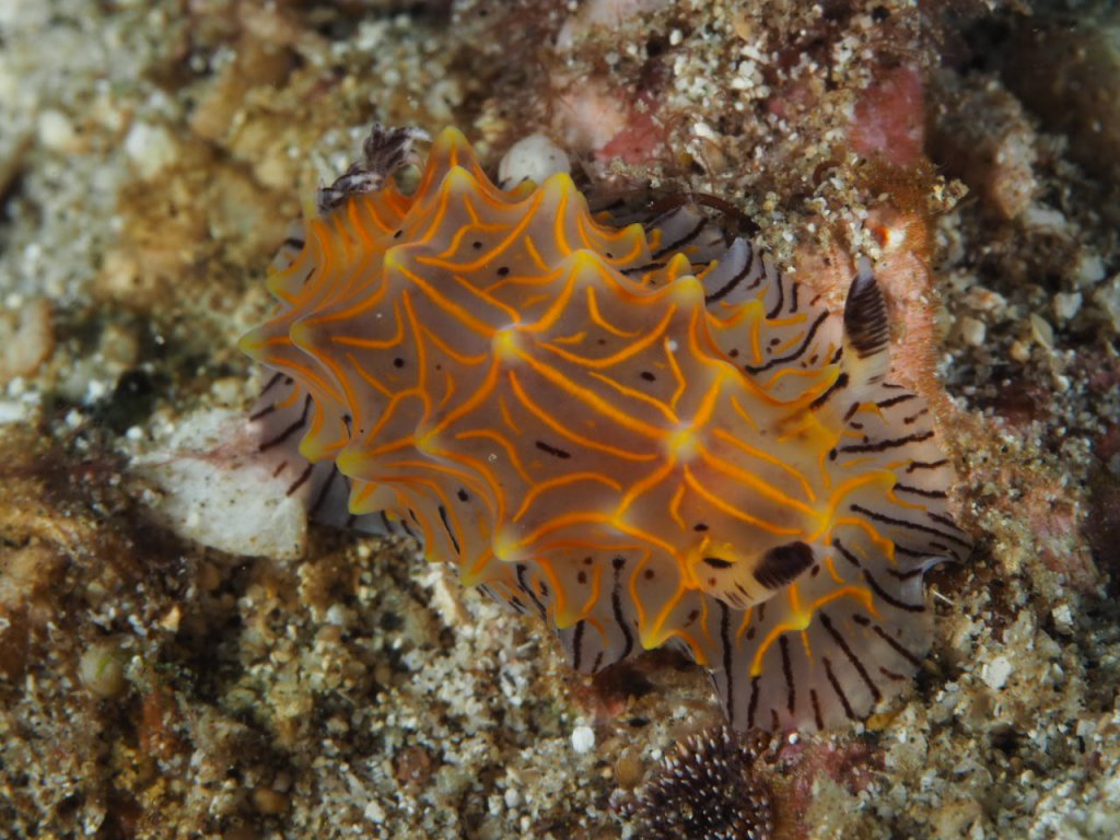 Scuba Diving Padangbai, Indonesia 2022