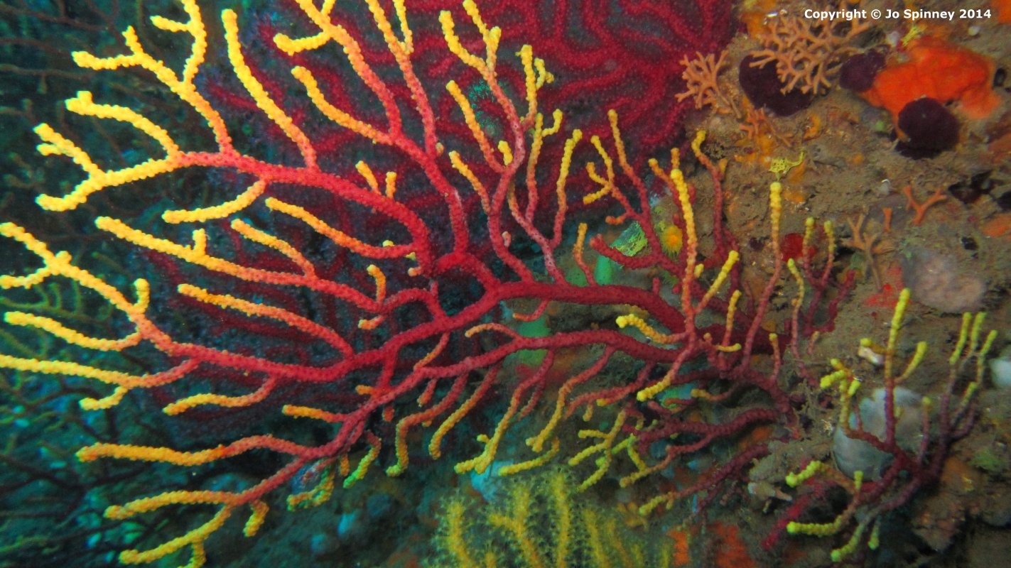 Jo and David Spinney scuba diving etartit, spain, 2014