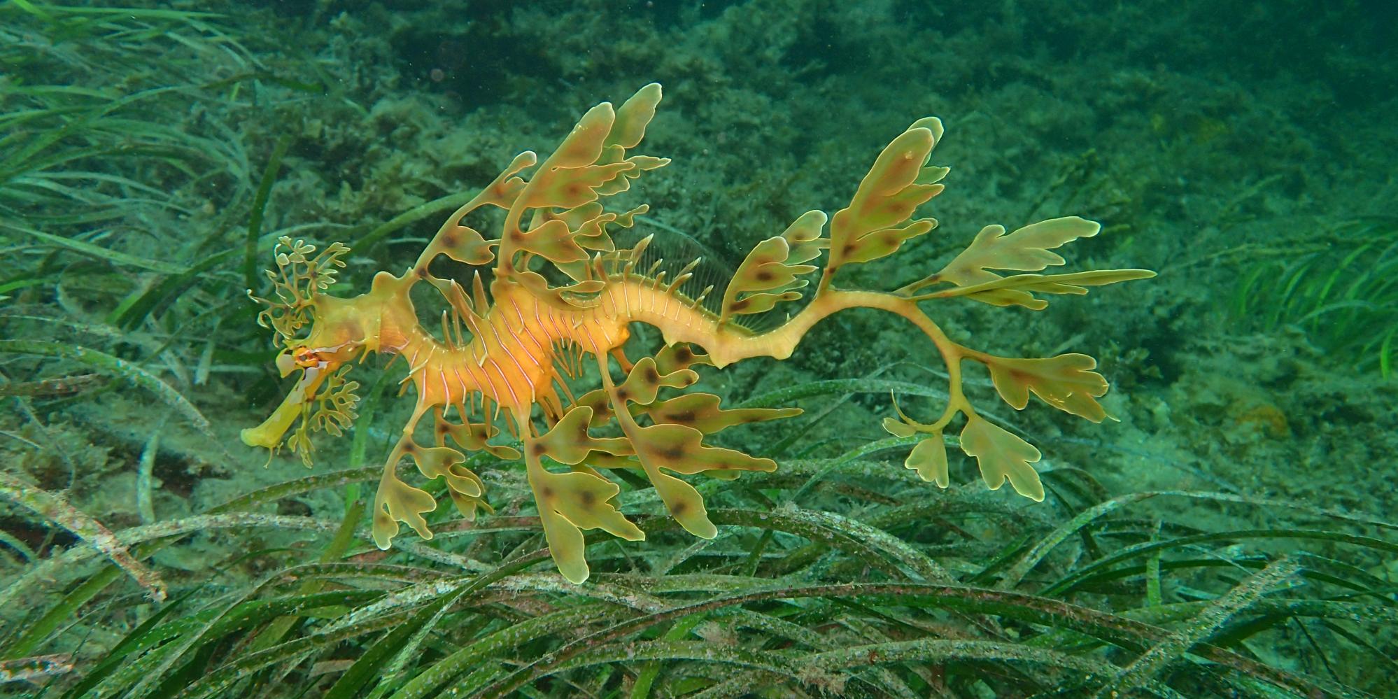 Leafy Sea Dragon