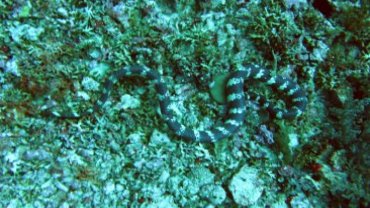 Banded Sea Krait - Sea Snake