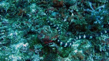 Banded Sea Krait - Sea Snake