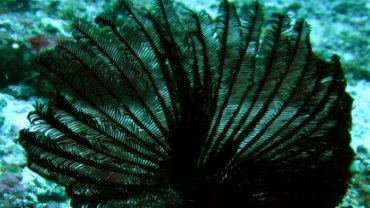 Anemone
