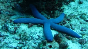 Anemone and Sea Star