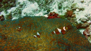 Clown Fish
