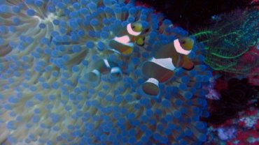 Clown Fish