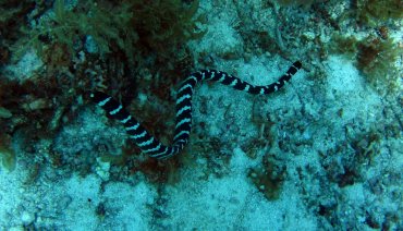 Banded Sea Krait