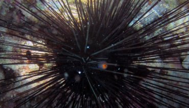 Sea Urchin