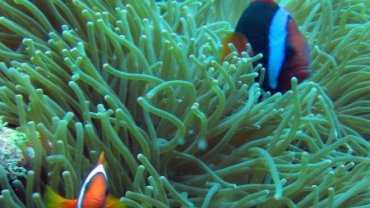Clown Fish