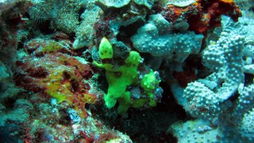 Frog Fish