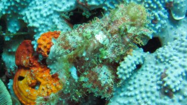 Scorpion Fish