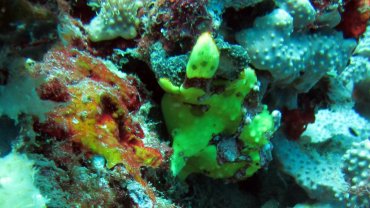 Frog Fish