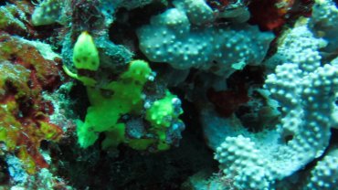 Frog Fish