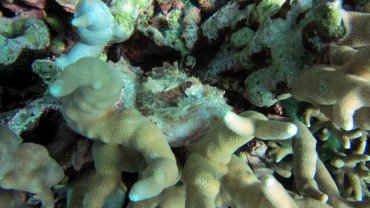 Scorpion Fish