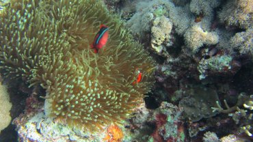 Clown Fish