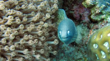 Moray Eel