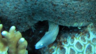 Moray Eel