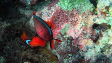 Clown Fish