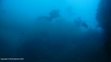 Scuba Divers