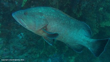 Grouper