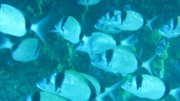 Sea Bream
