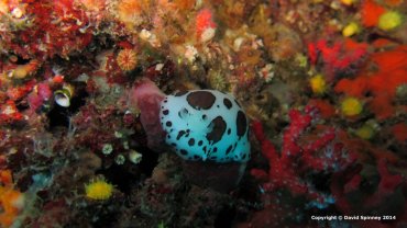 Sea Slug