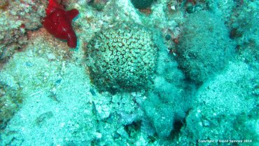 Anemone