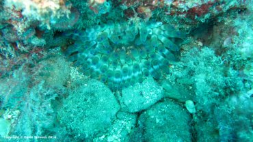 Anemone