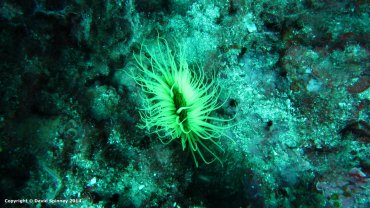 Anemone