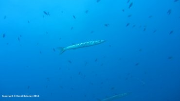 Barracuda