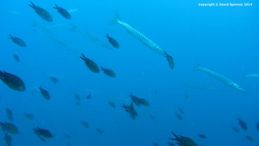 Barracuda
