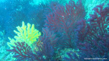 Pretty Corals
