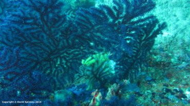 Pretty Corals