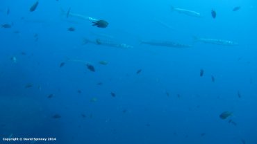 Barracuda