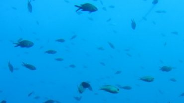 Shoal of Fish