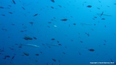 Barracudas in a shoal of fish